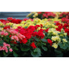 Begonia Solenia 'Red Improved'