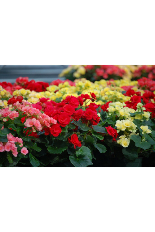 Begonia Solenia 'Red Improved'