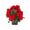 Begonia Solenia 'Red Improved'