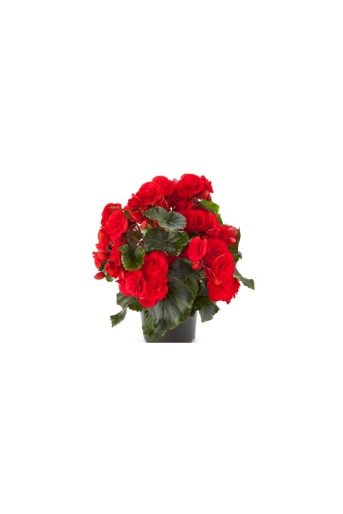Begonia Solenia 'Red Improved'