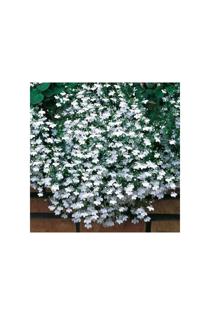 Lobelia biała Lobelia