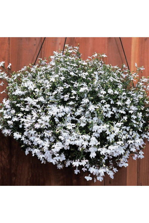 Lobelia biała Lobelia