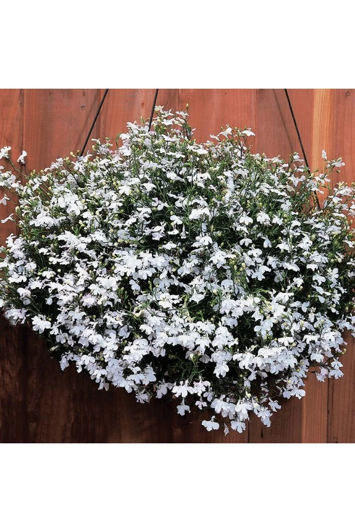 Lobelia biała Lobelia