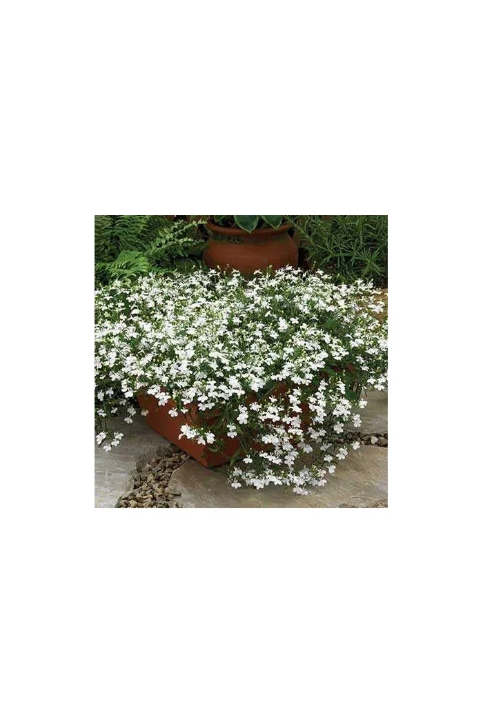 Lobelia biała Lobelia