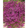 Lobelia różowa Lobelia