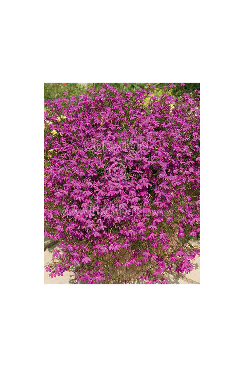 Lobelia różowa Lobelia