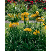 Cesarska korona 'Early Sensation' Fritillaria imperialis