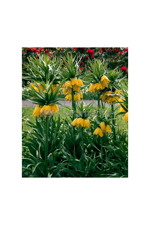 Cesarska korona 'Early Sensation' Fritillaria imperialis