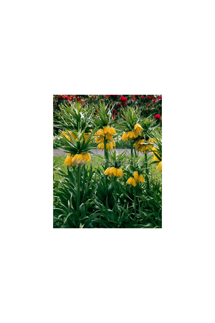 Cesarska korona 'Early Sensation' Fritillaria imperialis