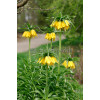 Cesarska korona 'Early Sensation' Fritillaria imperialis