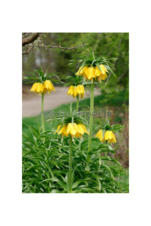 Cesarska korona 'Early Sensation' Fritillaria imperialis