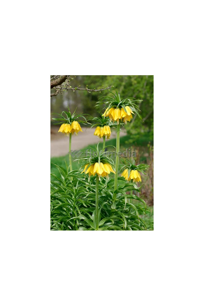 Cesarska korona 'Early Sensation' Fritillaria imperialis