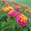 Lantana 'Hot Pink'