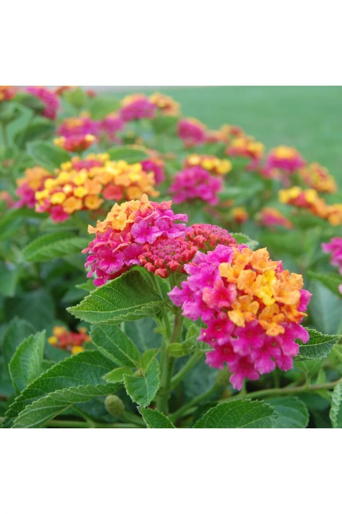 Lantana 'Hot Pink'