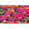Lantana 'Hot Pink'