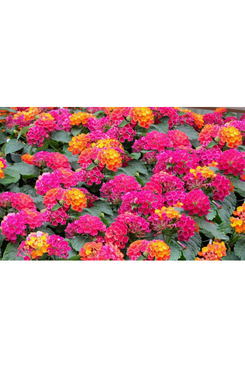 Lantana 'Hot Pink'