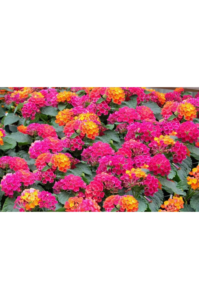 Lantana 'Hot Pink'