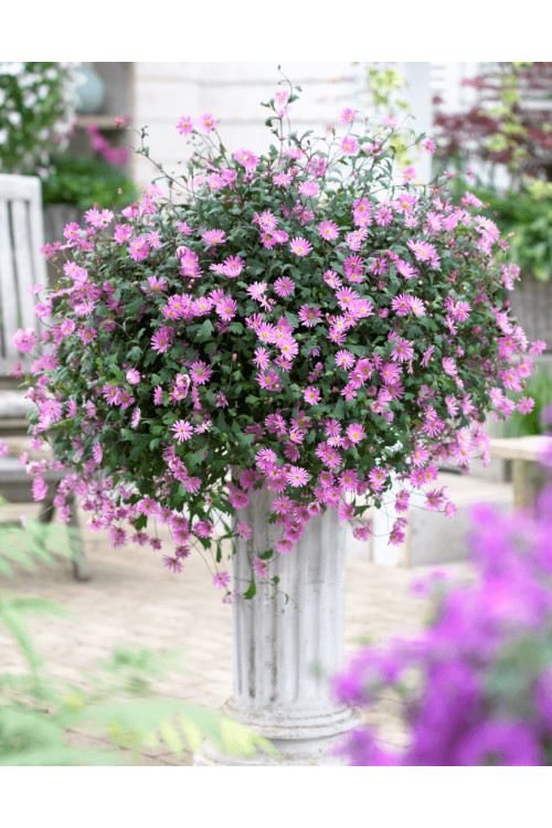 Czubatka ubiorkolistna, brachycome