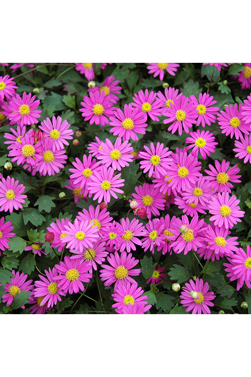 Czubatka ubiorkolistna, brachycome