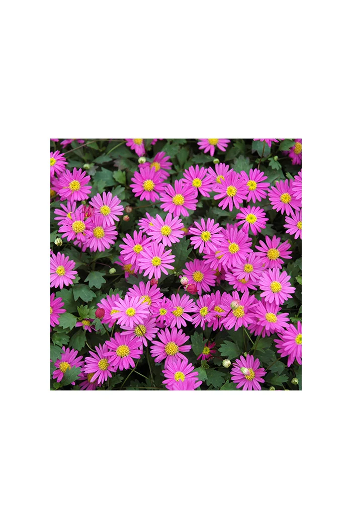 Czubatka ubiorkolistna, brachycome