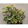 Pelargonia rabatowa 'Mrs Pollock' | Pelargonium zonale