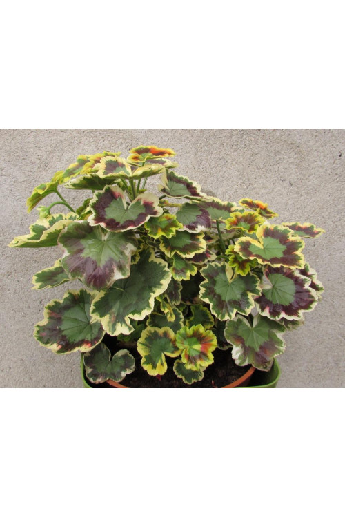Pelargonia rabatowa 'Mrs Pollock' | Pelargonium zonale