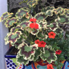 Pelargonia rabatowa 'Mrs Pollock' | Pelargonium zonale