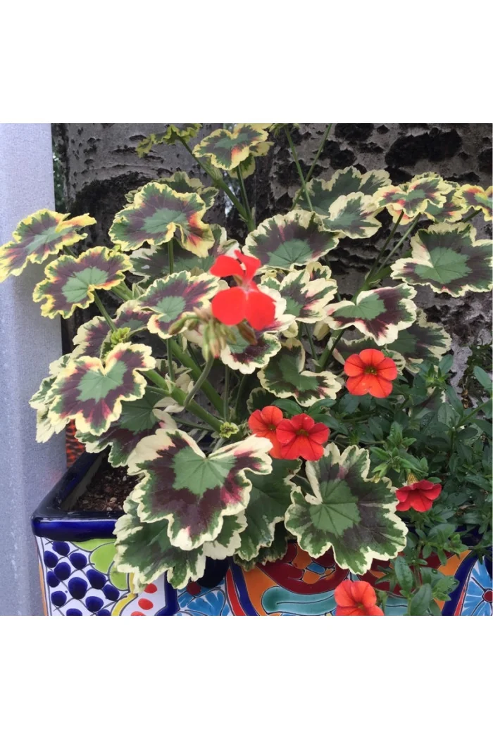 Pelargonia rabatowa 'Mrs Pollock' | Pelargonium zonale