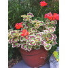 Pelargonia rabatowa 'Mrs Pollock' | Pelargonium zonale