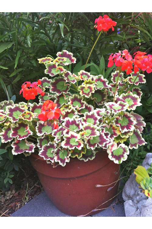 Pelargonia rabatowa 'Mrs Pollock' | Pelargonium zonale