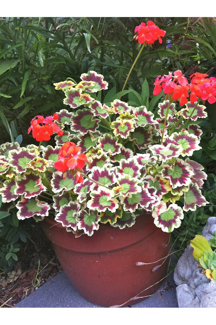 Pelargonia rabatowa 'Mrs Pollock' | Pelargonium zonale