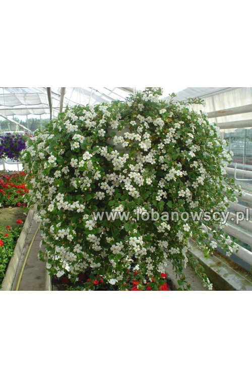 Bakopa biała div class'lat' Bacopa /div