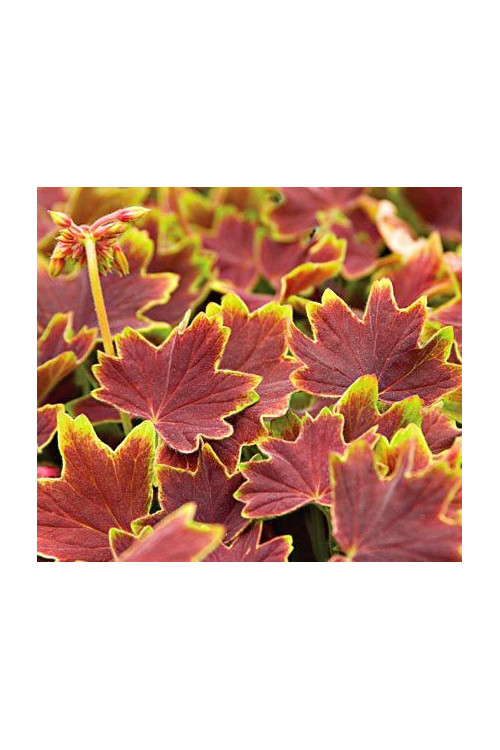 Pelargonia rabatowa 'Vancouver' | Pelargonium