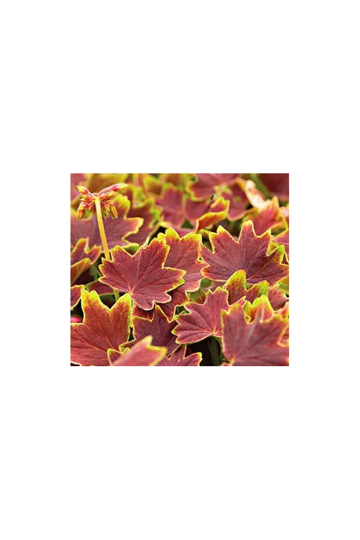 Pelargonia rabatowa 'Vancouver' | Pelargonium