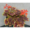 Pelargonia rabatowa 'Vancouver' | Pelargonium