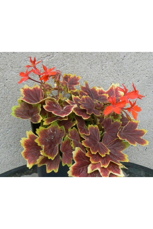 Pelargonia rabatowa 'Vancouver' | Pelargonium
