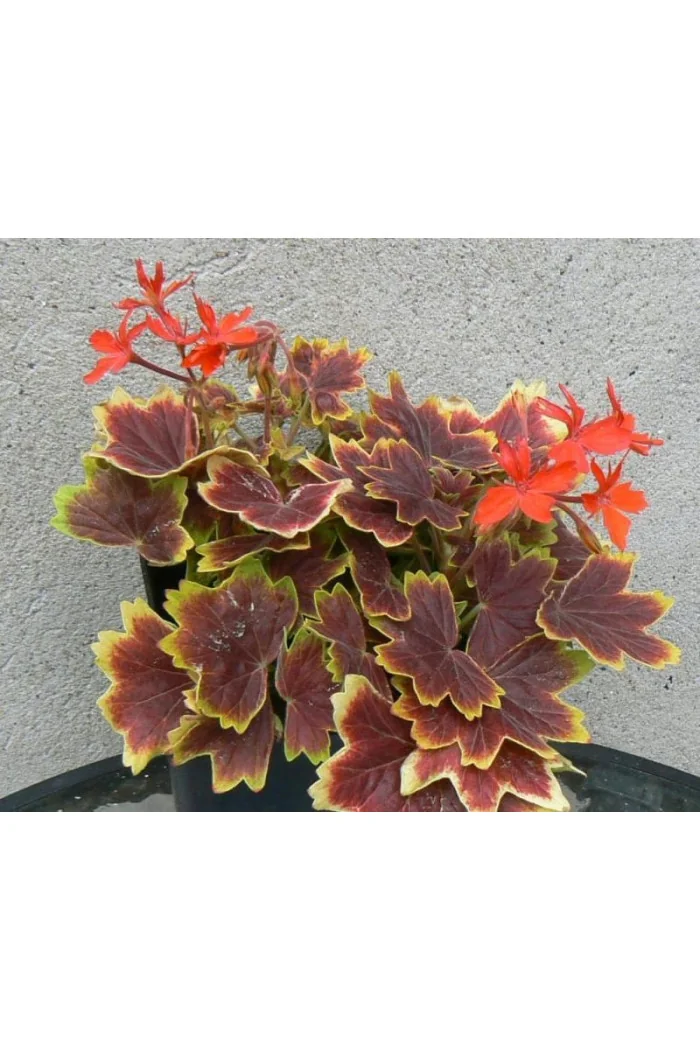 Pelargonia rabatowa 'Vancouver' | Pelargonium