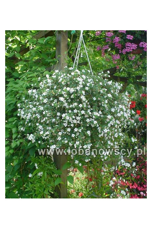 Bakopa biała div class'lat' Bacopa /div