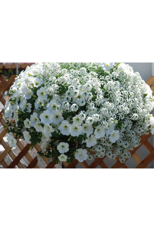 Smagliczka biała div class'lat' Lobularia /div