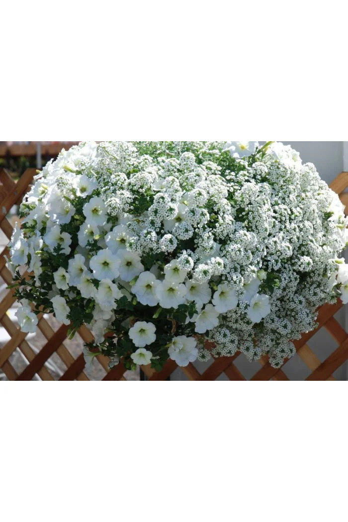 Smagliczka biała div class'lat' Lobularia /div