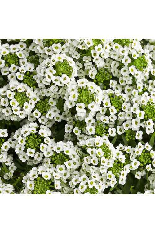 Smagliczka biała div class'lat' Lobularia /div