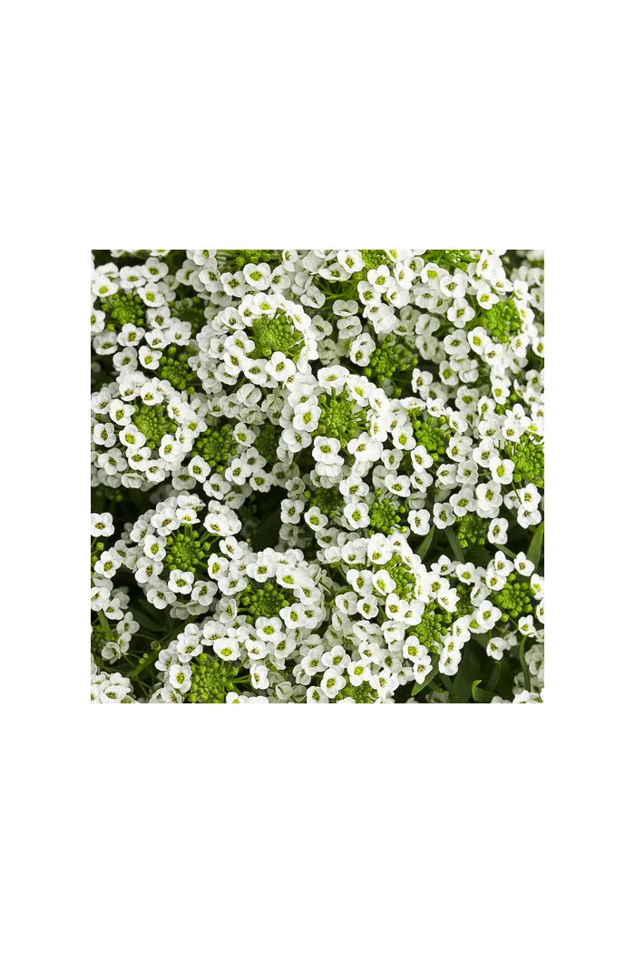 Smagliczka biała div class'lat' Lobularia /div