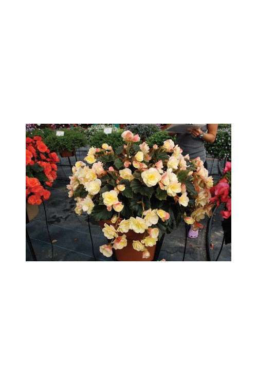 Begonia Solenia 'Yellow'