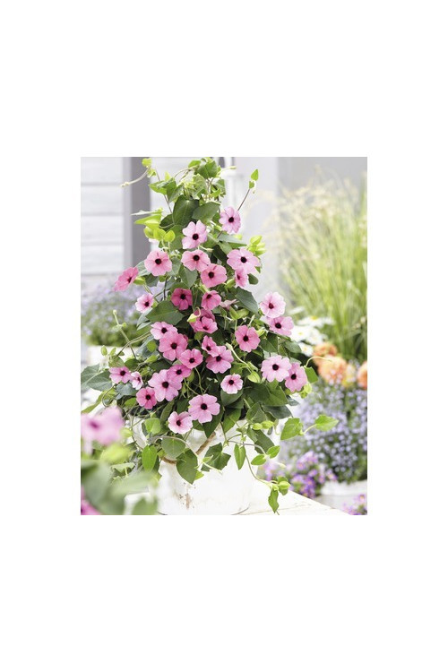 Tunbergia 'Rose Sensation' | Thunbergia