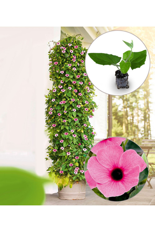 Tunbergia 'Rose Sensation' | Thunbergia