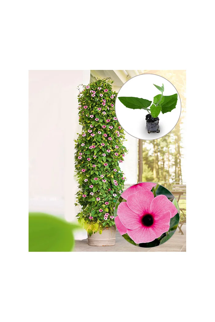 Tunbergia 'Rose Sensation' | Thunbergia