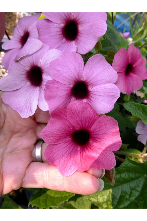 Tunbergia 'Rose Sensation' | Thunbergia