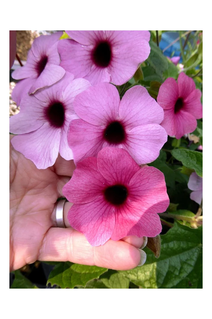 Tunbergia 'Rose Sensation' | Thunbergia