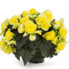 Begonia Solenia 'Yellow'