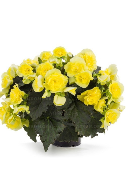 Begonia Solenia 'Yellow'